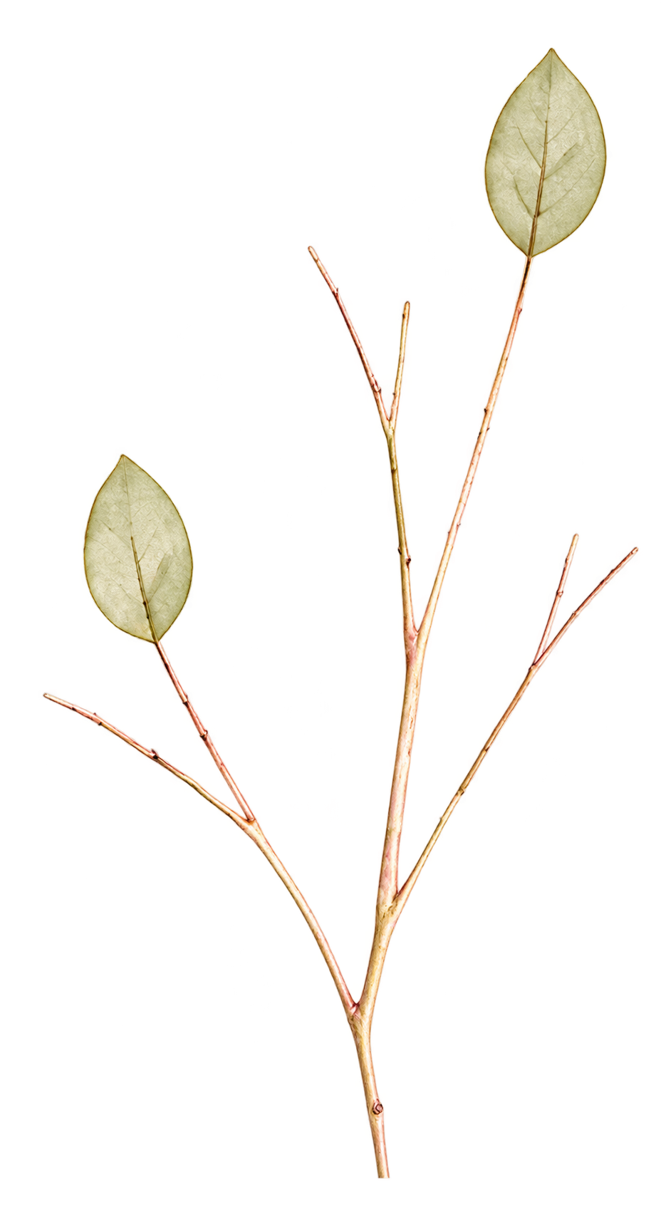 植物のイラスト